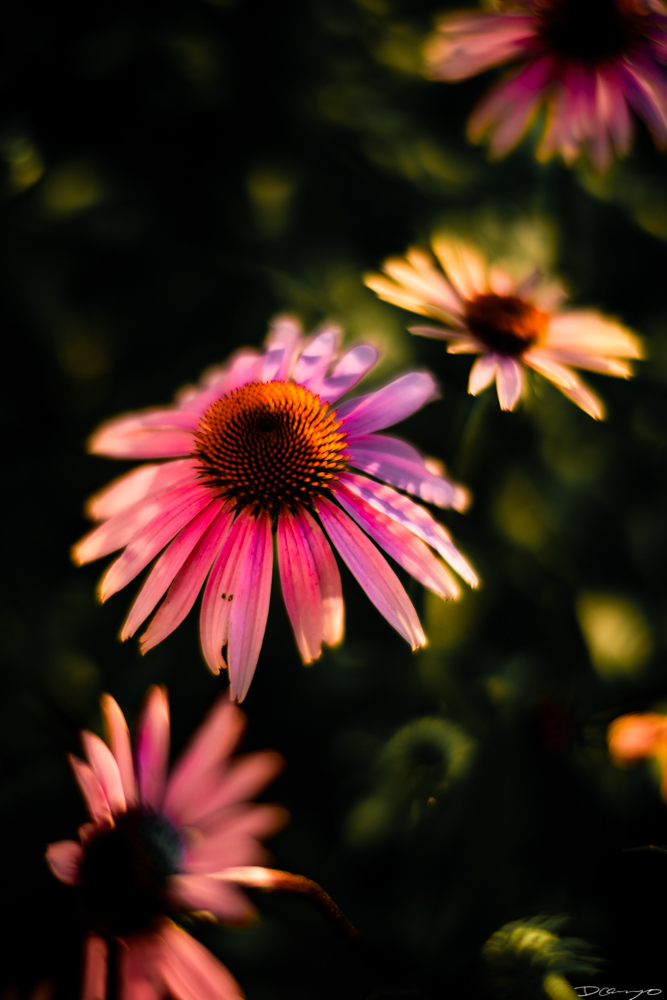 Photos of flowers, focaccia, fun Lucky Charms, and pretty Berkeley neighborhood sights.